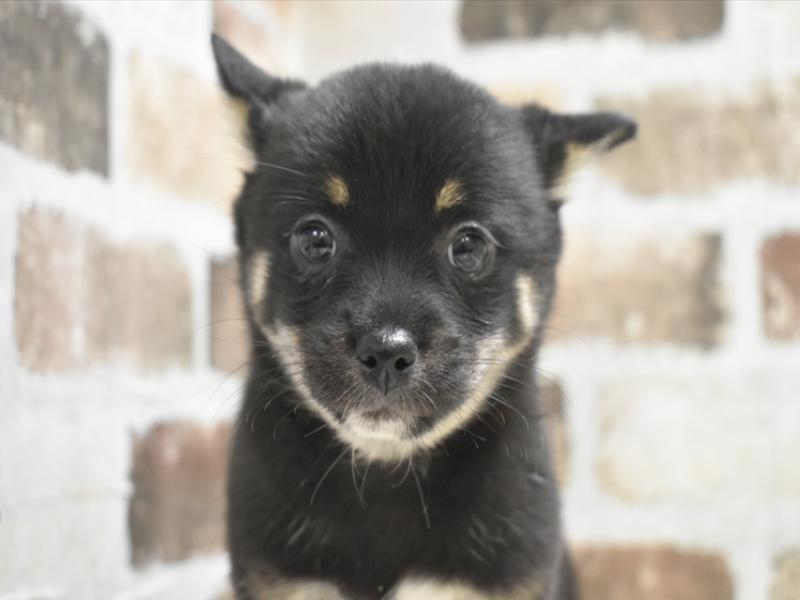 三重県のチワ柴/柴チワ/チワシバ(チワワ×柴) (ワンラブホームセンターバロー久居店(FC)/2025年10月29日生まれ/女の子/ブラックタン)の子犬の1枚目の画像