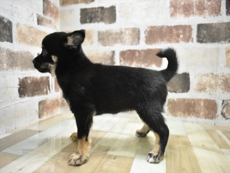 三重県のチワ柴/柴チワ/チワシバ(チワワ×柴) (ワンラブホームセンターバロー久居店(FC)/2025年10月29日生まれ/女の子/ブラックタン)の子犬の3枚目の画像