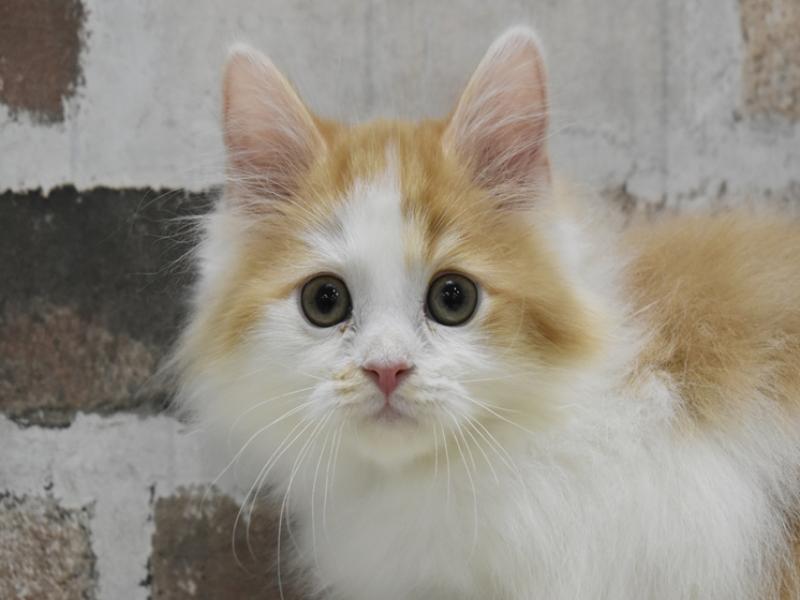 愛知県のサイベリアン (ワンラブドン・キホーテ緑店(FC)/2025年10月10日生まれ/男の子/レッドタビーホワイト)の子猫の1枚目の画像