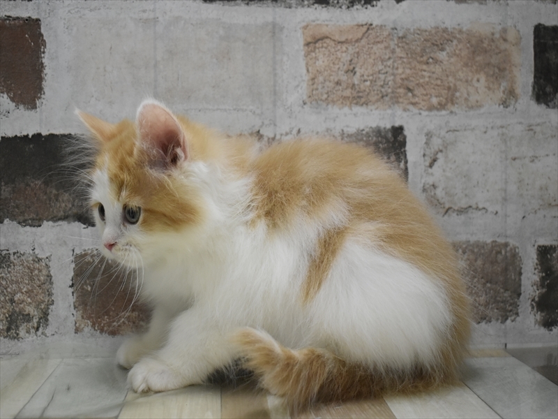 愛知県のサイベリアン (ワンラブドン・キホーテ緑店(FC)/2025年10月10日生まれ/男の子/レッドタビーホワイト)の子猫の3枚目の画像