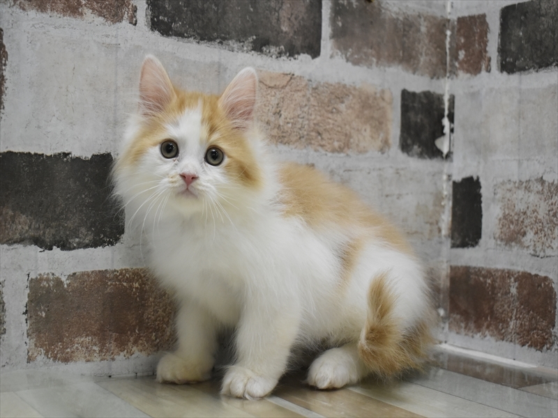 愛知県のサイベリアン (ワンラブドン・キホーテ緑店(FC)/2025年10月10日生まれ/男の子/レッドタビーホワイト)の子猫の2枚目の画像