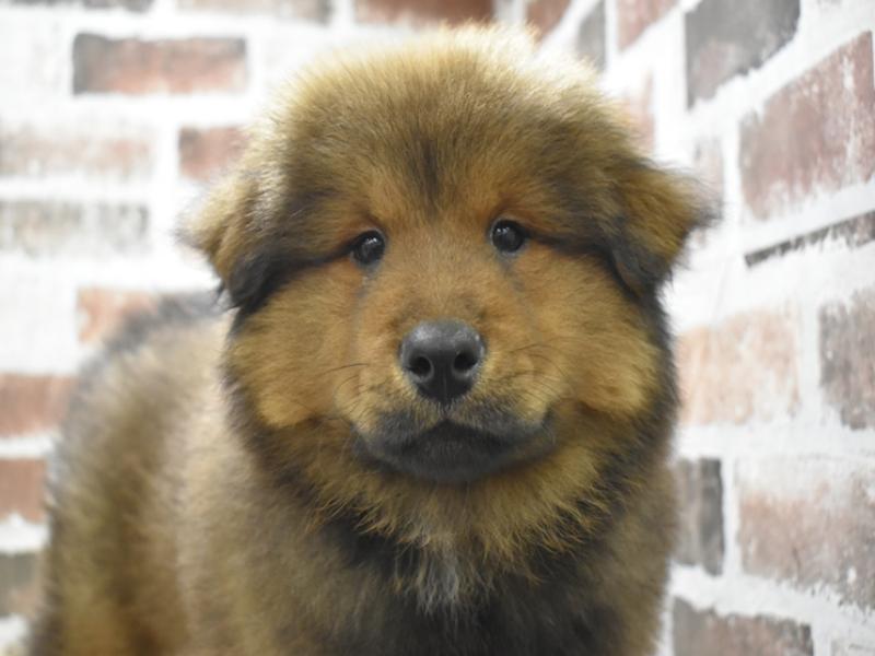 大阪府のハーフ犬・ミックス犬 (ワンラブおっきなもふもふ大阪総本店(FC)/2025年10月17日生まれ/男の子/レッド)の子犬の1枚目の画像