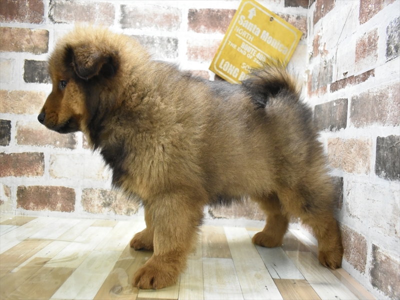 大阪府のハーフ犬・ミックス犬 (ワンラブおっきなもふもふ大阪総本店(FC)/2025年10月17日生まれ/男の子/レッド)の子犬の3枚目の画像