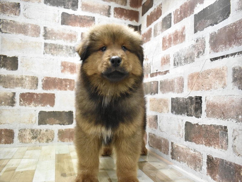 大阪府のハーフ犬・ミックス犬 (ワンラブおっきなもふもふ大阪総本店(FC)/2025年10月17日生まれ/男の子/レッド)の子犬の2枚目の画像