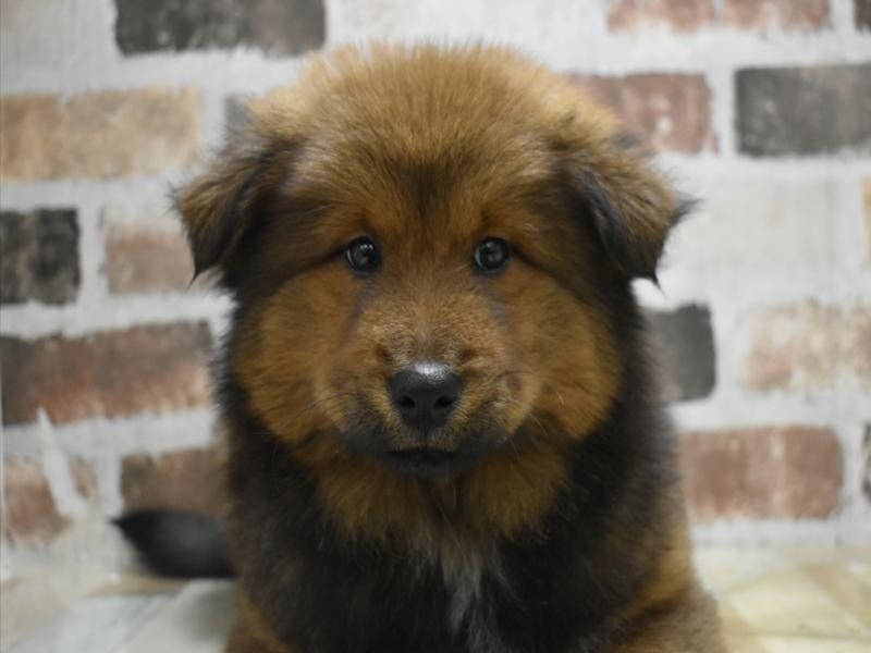 岐阜県のハーフ犬・ミックス犬 (ワンラブおっきなもふもふ岐阜総本店(FC)/2025年10月17日生まれ/女の子/レッド)の子犬の1枚目の画像