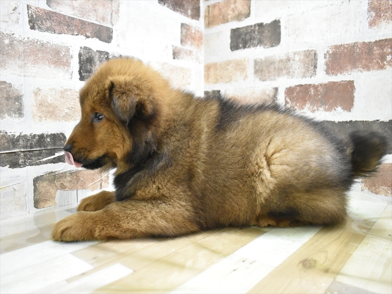 岐阜県のハーフ犬・ミックス犬 (ワンラブおっきなもふもふ岐阜総本店(FC)/2025年10月17日生まれ/女の子/レッド)の子犬の3枚目の画像