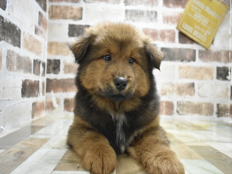 岐阜県のハーフ犬・ミックス犬 (ワンラブおっきなもふもふ岐阜総本店(FC)/2025年10月17日生まれ/女の子/レッド)の子犬の2枚目の画像