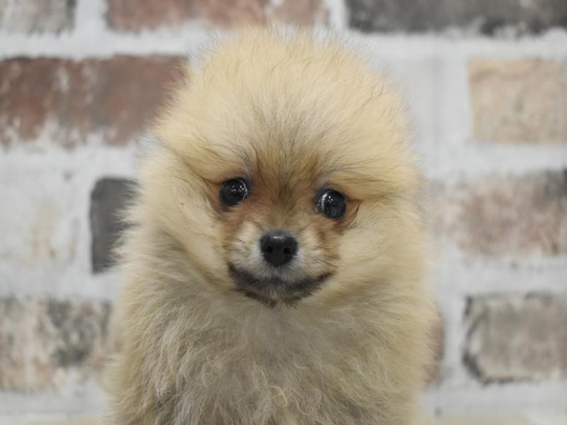 大阪府のポメラニアン (ワンラブアリオ鳳店/2025年10月27日生まれ/男の子/オレンジ)の子犬