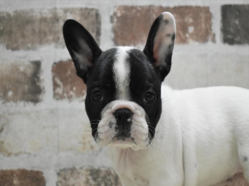 福岡県のフレンチブルドッグ (ワンラブ福岡総本店/2025年10月29日生まれ/女の子/パイド)の子犬の1枚目の画像
