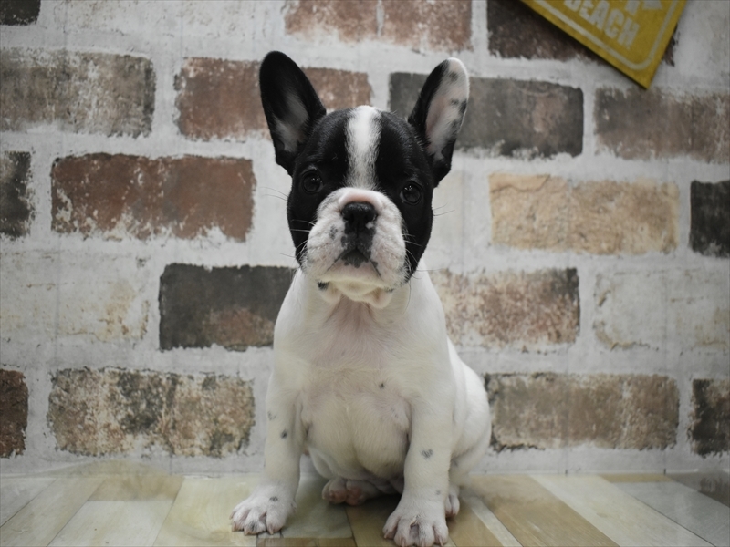 福岡県のフレンチブルドッグ (ワンラブ福岡総本店/2025年10月29日生まれ/女の子/パイド)の子犬の2枚目の画像