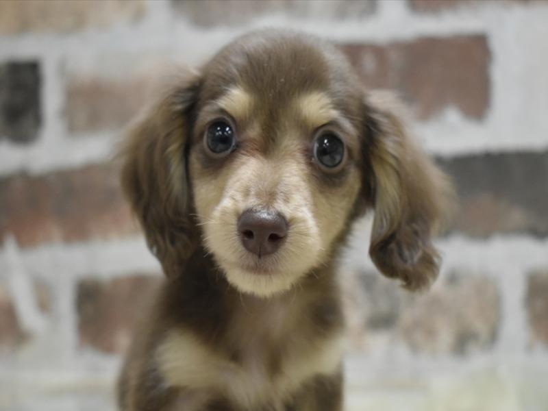 岐阜県のミニチュアダックスフンド(ロング) (ワンラブモレラ岐阜店/2025年10月29日生まれ/男の子/ブラウンタン)の子犬の1枚目の画像