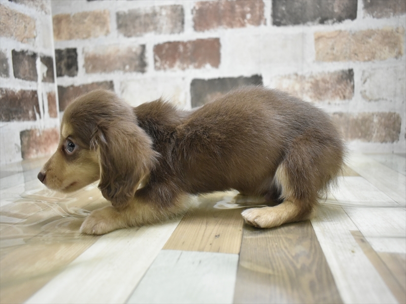 岐阜県のミニチュアダックスフンド(ロング) (ワンラブモレラ岐阜店/2025年10月29日生まれ/男の子/ブラウンタン)の子犬の3枚目の画像