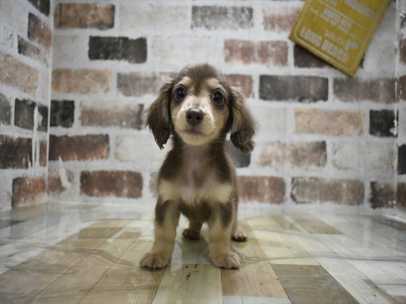 岐阜県のミニチュアダックスフンド(ロング) (ワンラブモレラ岐阜店/2025年10月29日生まれ/男の子/ブラウンタン)の子犬の2枚目の画像