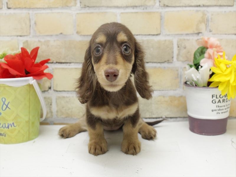 広島県のミニチュアダックスフンド(ロング) (ワンラブTHE OUTLETS HIROSHIMA店/2025年10月22日生まれ/女の子/チョコレートタン)の子犬の3枚目の画像