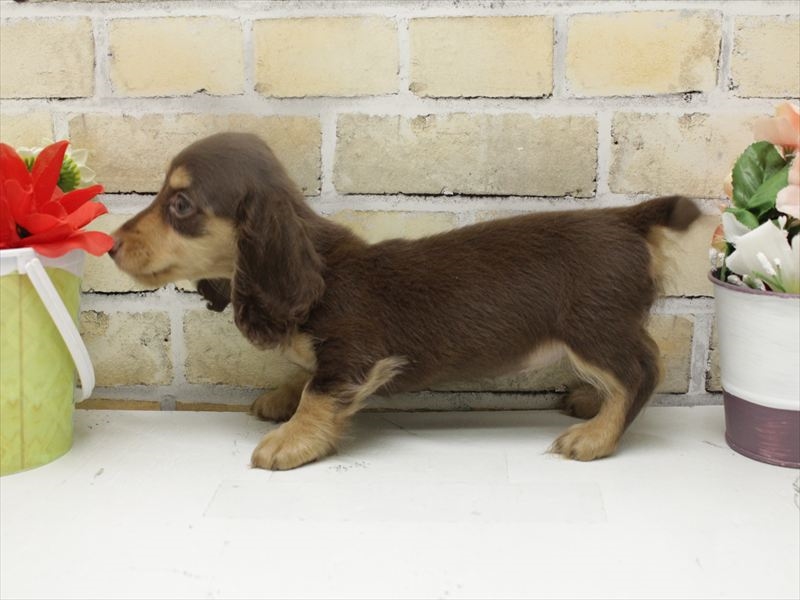 広島県のミニチュアダックスフンド(ロング) (ワンラブTHE OUTLETS HIROSHIMA店/2025年10月22日生まれ/女の子/チョコレートタン)の子犬の2枚目の画像