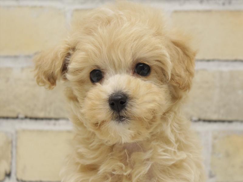 広島県のマルプー(マルチーズ×プードル) (ワンラブTHE OUTLETS HIROSHIMA店/2025年10月29日生まれ/女の子/クリーム)の子犬