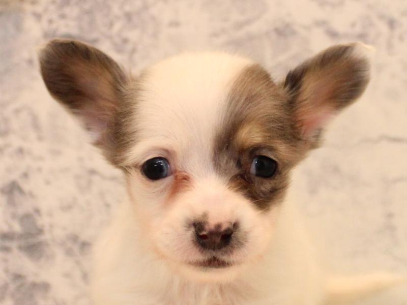 埼玉県のチワックス(チワワ×ダックス) (ワンラブ埼玉寄居店/2025年10月30日生まれ/女の子/ホワイトブルーマール)の子犬の1枚目の画像