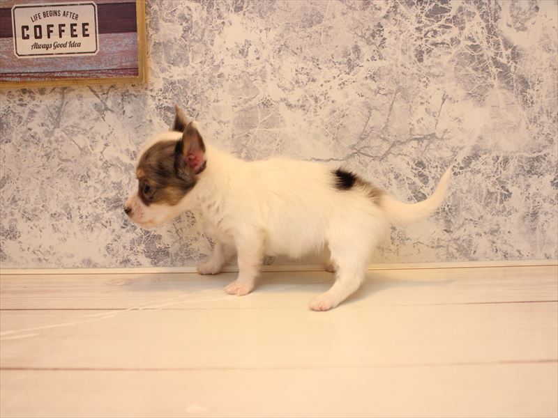 埼玉県のチワックス(チワワ×ダックス) (ワンラブ埼玉寄居店/2025年10月30日生まれ/女の子/ホワイトブルーマール)の子犬の3枚目の画像