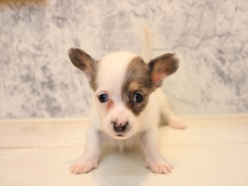 埼玉県のチワックス(チワワ×ダックス) (ワンラブ埼玉寄居店/2025年10月30日生まれ/女の子/ホワイトブルーマール)の子犬の2枚目の画像