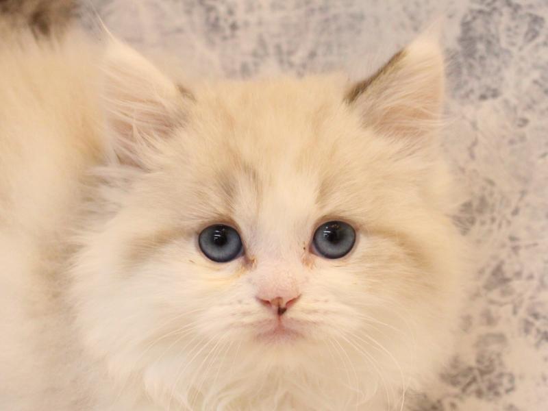 埼玉県のマンチカン (ワンラブ埼玉寄居店/2025年10月30日生まれ/男の子/シールポイントバイカラー)の子猫の1枚目の画像