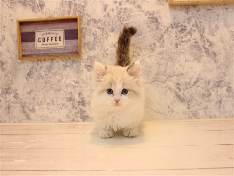 埼玉県のマンチカン (ワンラブ埼玉寄居店/2025年10月30日生まれ/男の子/シールポイントバイカラー)の子猫の3枚目の画像