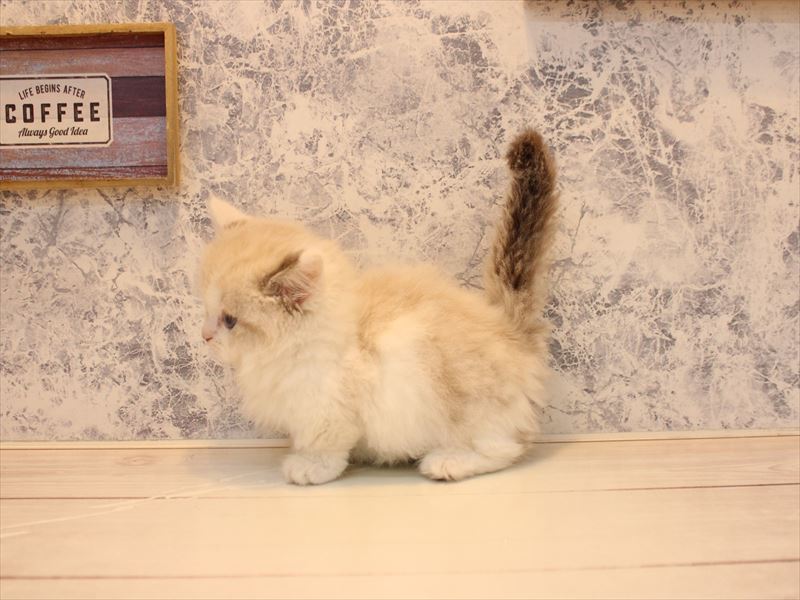 埼玉県のマンチカン (ワンラブ埼玉寄居店/2025年10月30日生まれ/男の子/シールポイントバイカラー)の子猫の2枚目の画像