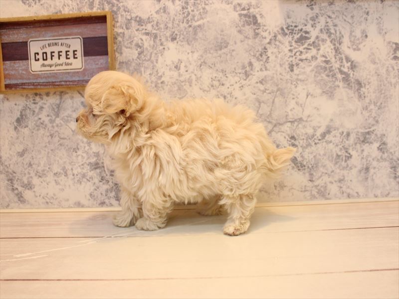 神奈川県のマルプー(マルチーズ×プードル) (ワンラブららぽーと海老名店/2025年10月30日生まれ/女の子/クリーム)の子犬の2枚目の画像