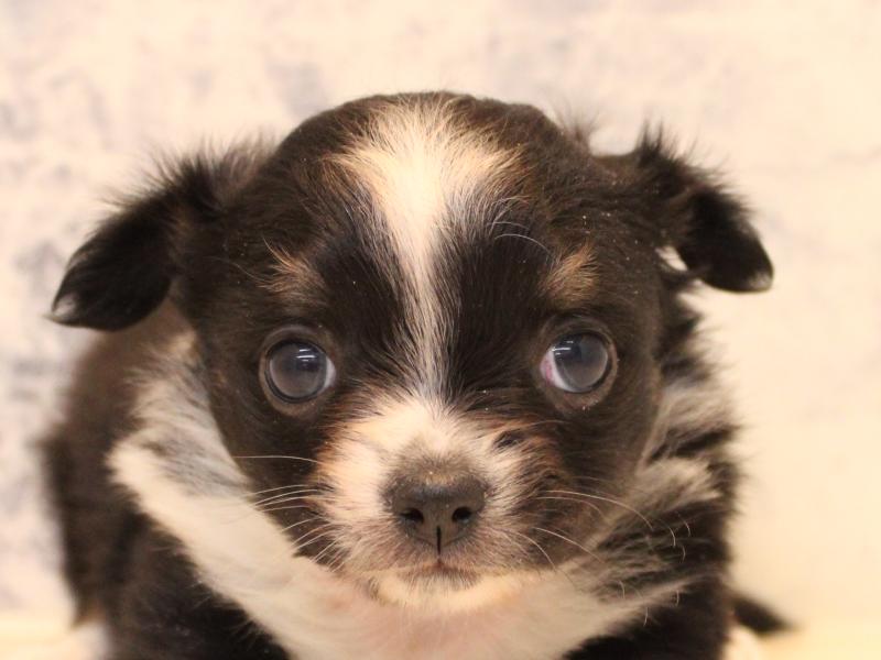 千葉県のパピチー/チワパピ(パピヨン×チワワ) (ワンラブイオンフードスタイル新松戸店/2025年10月30日生まれ/女の子/ブラックタンホワイト)の子犬