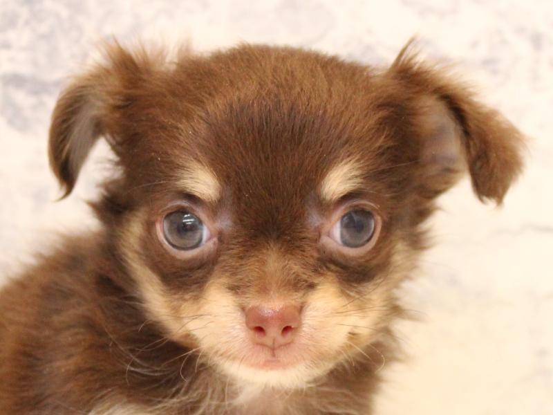 群馬県のパピチー/チワパピ(パピヨン×チワワ) (ワンラブカインズ伊勢崎店/2025年10月28日生まれ/女の子/チョコレートタン)の子犬