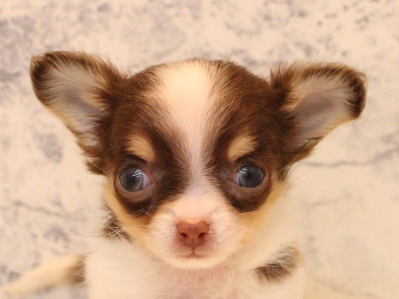 神奈川県のパピチー/チワパピ(パピヨン×チワワ) (ワンラブコピオ相模原インター店/2025年10月28日生まれ/女の子/チョコレートタンホワイト)の子犬の1枚目の画像