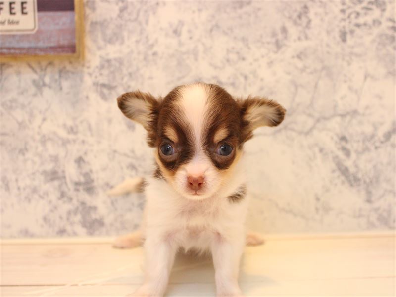 神奈川県のパピチー/チワパピ(パピヨン×チワワ) (ワンラブコピオ相模原インター店/2025年10月28日生まれ/女の子/チョコレートタンホワイト)の子犬の3枚目の画像