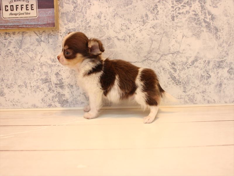 神奈川県のパピチー/チワパピ(パピヨン×チワワ) (ワンラブコピオ相模原インター店/2025年10月28日生まれ/女の子/チョコレートタンホワイト)の子犬の2枚目の画像