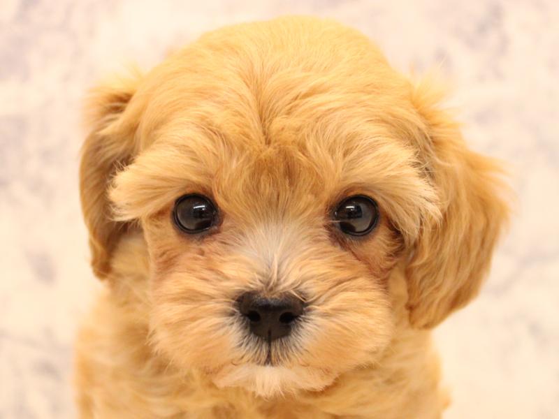 東京都のマルプー(マルチーズ×プードル) (ワンラブららぽーと立川立飛店/2025年10月28日生まれ/女の子/レッド)の子犬