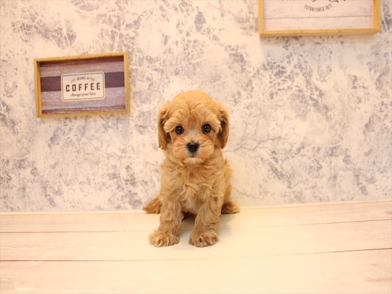 東京都のマルプー(マルチーズ×プードル) (ワンラブららぽーと立川立飛店/2025年10月28日生まれ/女の子/レッド)の子犬の3枚目の画像