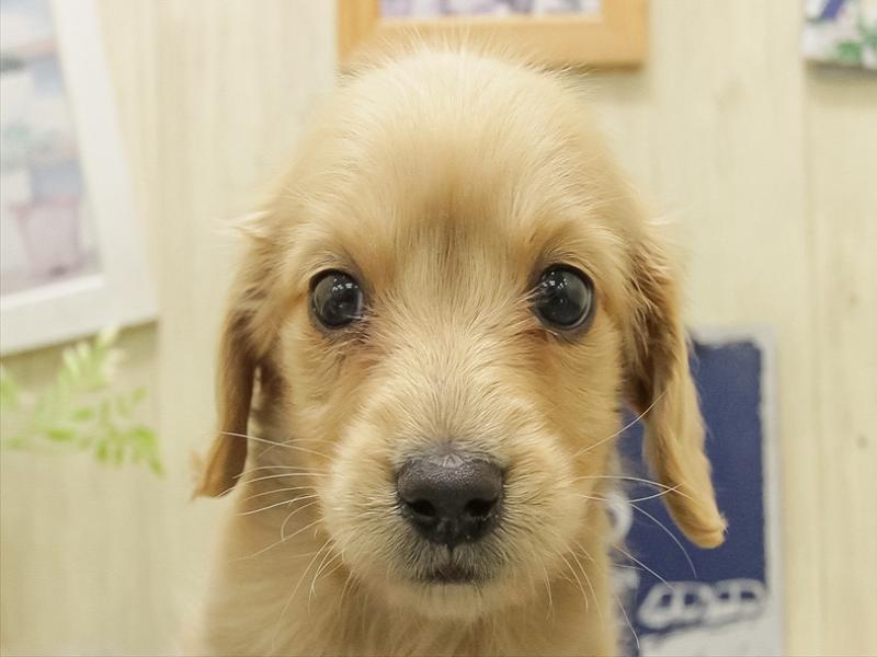 静岡県のミニチュアダックスフンド(ロング) (ワンラブカインズ伊東店/2025年10月29日生まれ/男の子/イエロー)の子犬の1枚目の画像