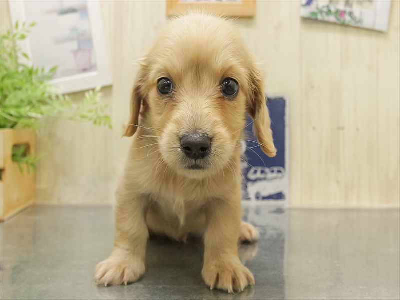 静岡県のミニチュアダックスフンド(ロング) (ワンラブカインズ伊東店/2025年10月29日生まれ/男の子/イエロー)の子犬の3枚目の画像