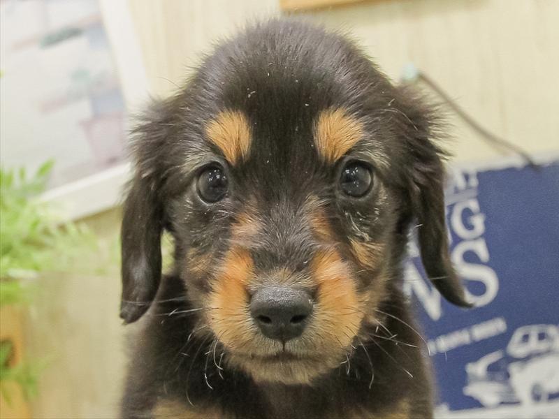 福井県のミニチュアダックスフンド(ロング) (ワンラブフレンドタウン福井店/2025年10月29日生まれ/男の子/ブラックタン)の子犬の1枚目の画像