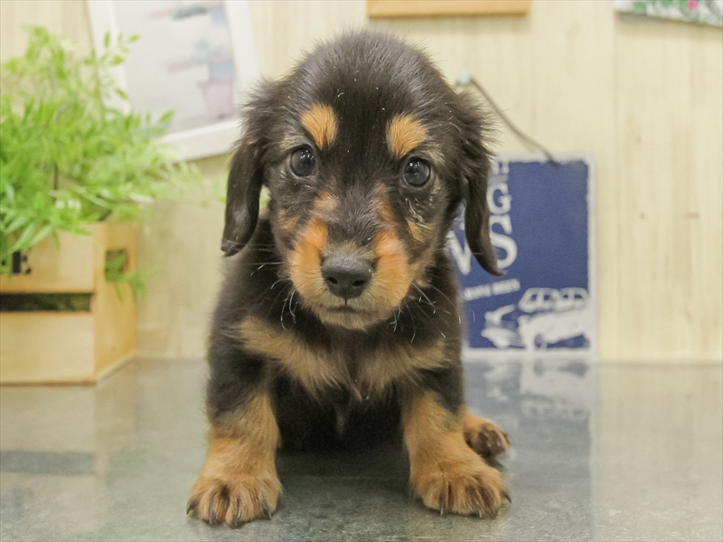 福井県のミニチュアダックスフンド(ロング) (ワンラブフレンドタウン福井店/2025年10月29日生まれ/男の子/ブラックタン)の子犬の3枚目の画像