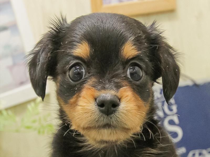 福岡県のチワックス(チワワ×ダックス) (ワンラブ福岡総本店/2025年11月1日生まれ/男の子/ブラックタン)の子犬の1枚目の画像