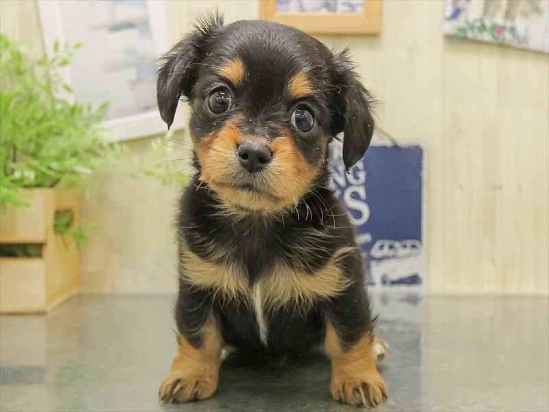 福岡県のチワックス(チワワ×ダックス) (ワンラブ福岡総本店/2025年11月1日生まれ/男の子/ブラックタン)の子犬の3枚目の画像