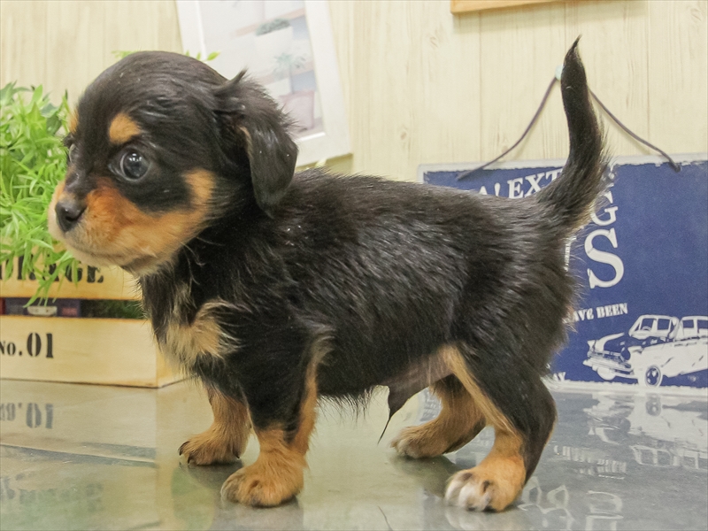 福岡県のチワックス(チワワ×ダックス) (ワンラブ福岡総本店/2025年11月1日生まれ/男の子/ブラックタン)の子犬の2枚目の画像