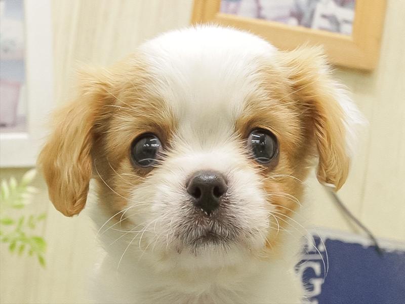 福岡県のキャバチワ/チワキャバ(キャバリア×チワワ) (ワンラブ福岡総本店/2025年10月31日生まれ/男の子/ブレンハイム)の子犬の1枚目の画像