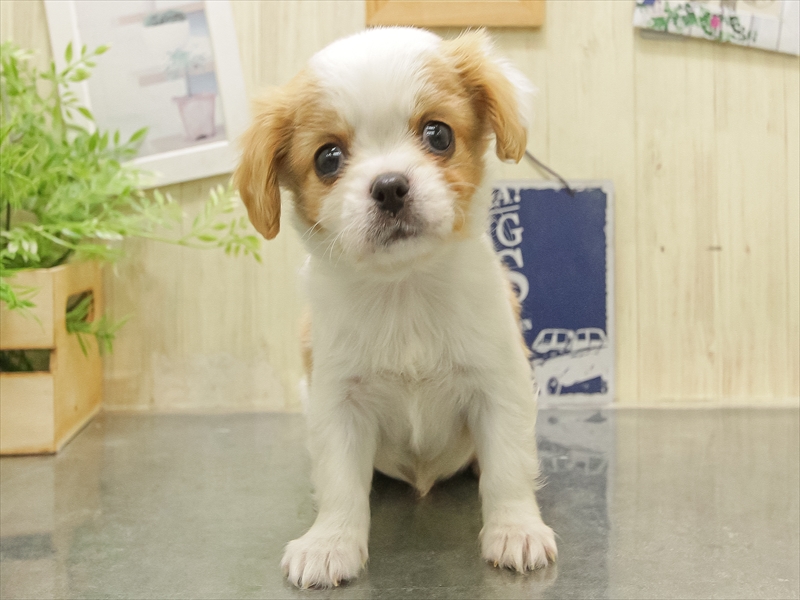 福岡県のキャバチワ/チワキャバ(キャバリア×チワワ) (ワンラブ福岡総本店/2025年10月31日生まれ/男の子/ブレンハイム)の子犬の3枚目の画像