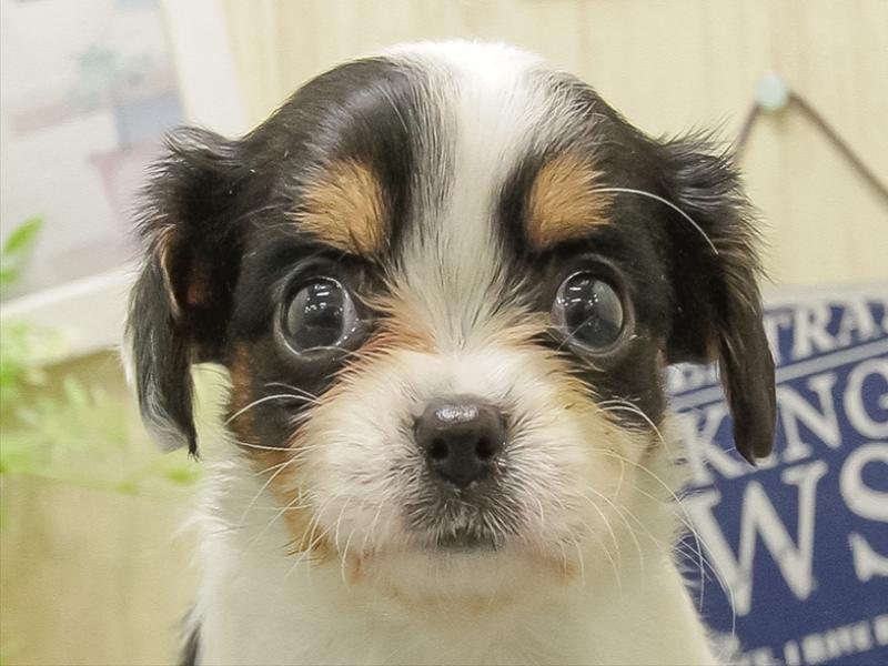 静岡県のキャバチワ/チワキャバ(キャバリア×チワワ) (ワンラブららぽーと沼津店/2025年10月31日生まれ/女の子/トライカラー)の子犬