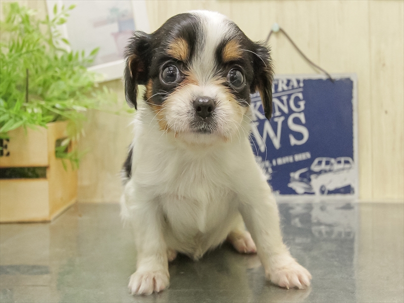 静岡県のキャバチワ/チワキャバ(キャバリア×チワワ) (ワンラブららぽーと沼津店/2025年10月31日生まれ/女の子/トライカラー)の子犬の3枚目の画像