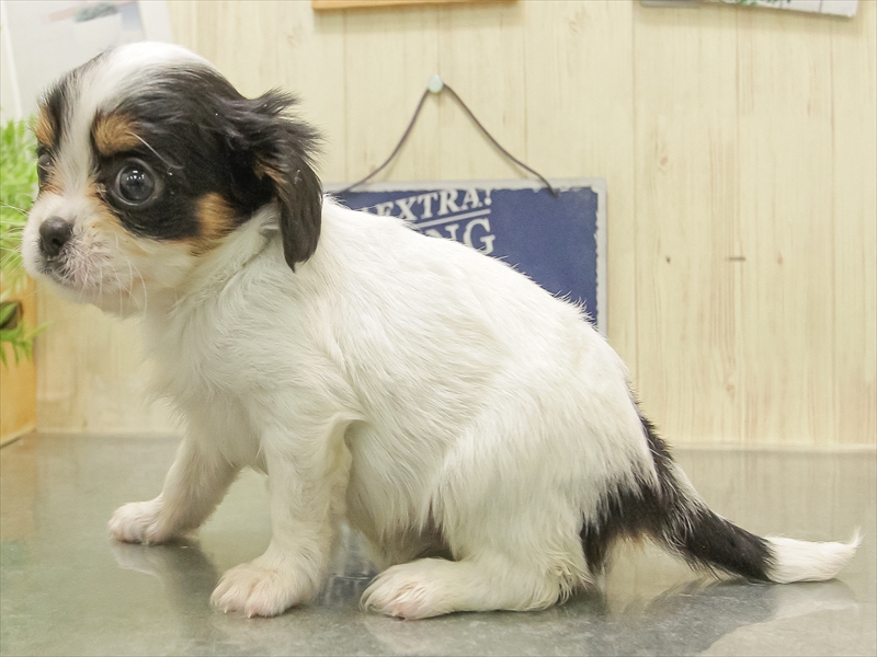 静岡県のキャバチワ/チワキャバ(キャバリア×チワワ) (ワンラブららぽーと沼津店/2025年10月31日生まれ/女の子/トライカラー)の子犬の2枚目の画像