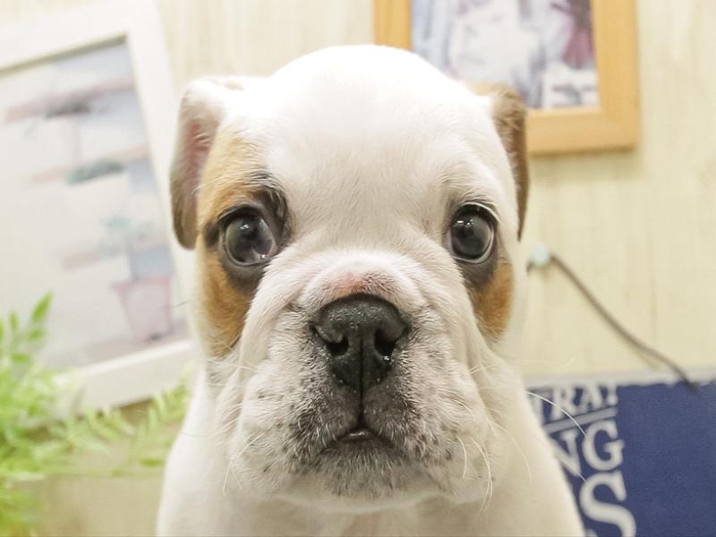 静岡県のブルドッグ (ワンラブららぽーと沼津店/2025年10月31日生まれ/女の子/ホワイトブリンドル)の子犬の1枚目の画像