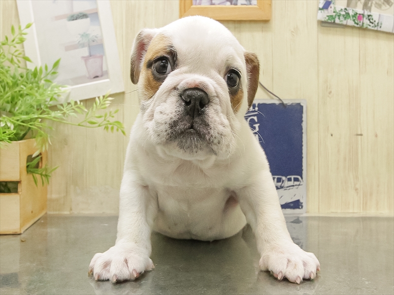 静岡県のブルドッグ (ワンラブららぽーと沼津店/2025年10月31日生まれ/女の子/ホワイトブリンドル)の子犬の3枚目の画像