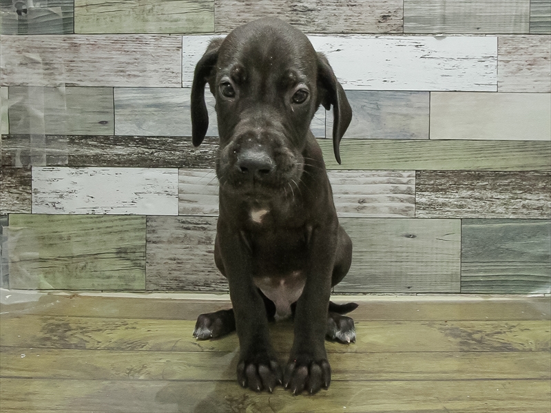 岐阜県のグレートデーン (ワンラブおっきなもふもふ岐阜総本店(FC)/2025年11月2日生まれ/男の子/ブラック)の子犬の3枚目の画像