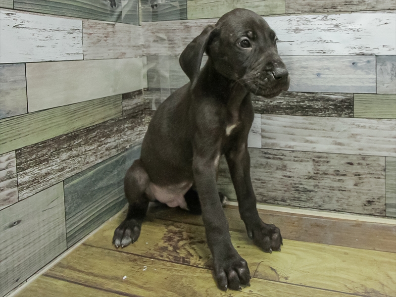 岐阜県のグレートデーン (ワンラブおっきなもふもふ岐阜総本店(FC)/2025年11月2日生まれ/男の子/ブラック)の子犬の2枚目の画像